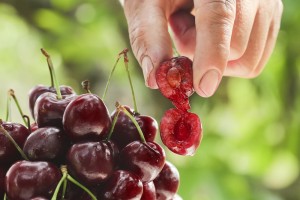 Как вырастить черешню из косточки: инструкция для смелых дачников