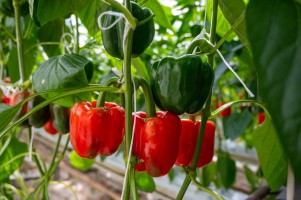 Когда и чем удобрять перец для обильного плодоношения?