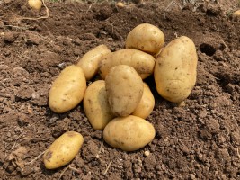 Нужно ли окучивать картошку для хорошего урожая?